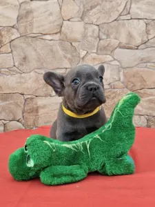 Französische Bulldogge - Dorina