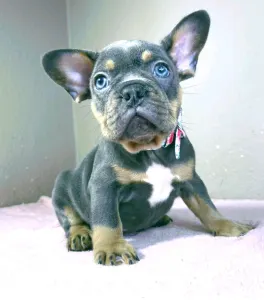 Bouledogue français - Alfie