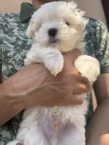 Maltese - Bryan