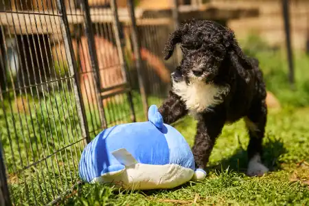 French Water Dog - Fores