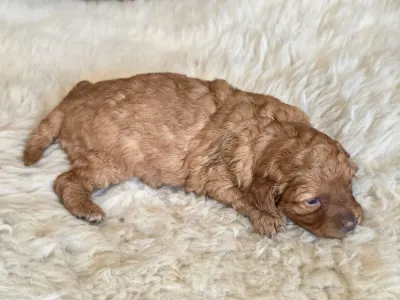 Cavapoo - Nina