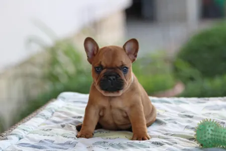 Französische Bulldogge - Ultron