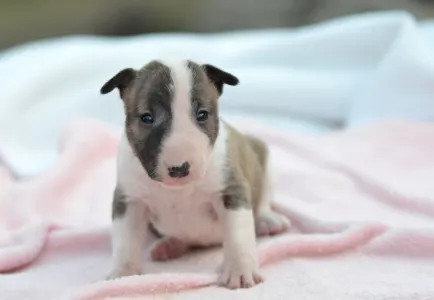 Miniatűr bullterrier - Kendy