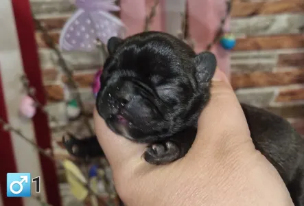 French Bulldog - Ralf