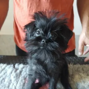 Affenpinscher - Grisha