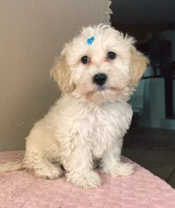 Maltipoo - Matthew