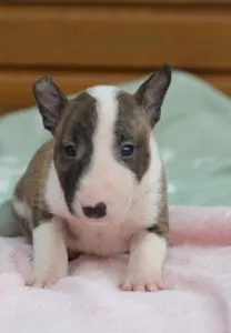 Bull terrier miniature - Kendy