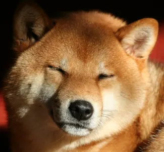 Shiba inu - Hoshibaru