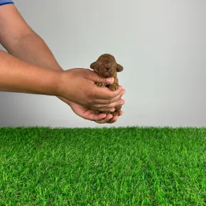 Pudel Toy - Jumbo 