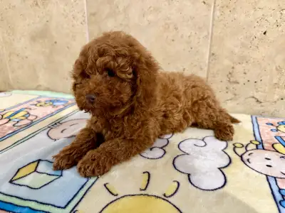 Poodle Miniature - Fedra