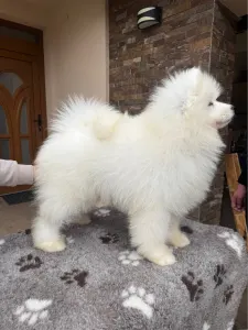 Szamojéd - Amadeus Snowcrystals Of Victoria