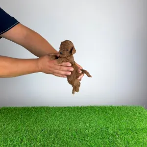 Pudel Toy - Zoci