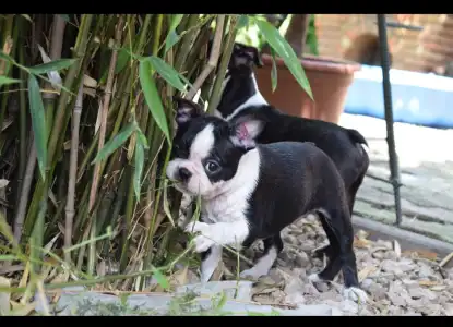 Boston Terrier - Gina