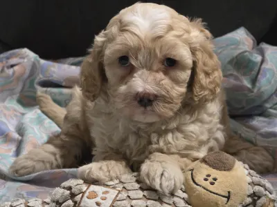 Cavapoo - Phedra