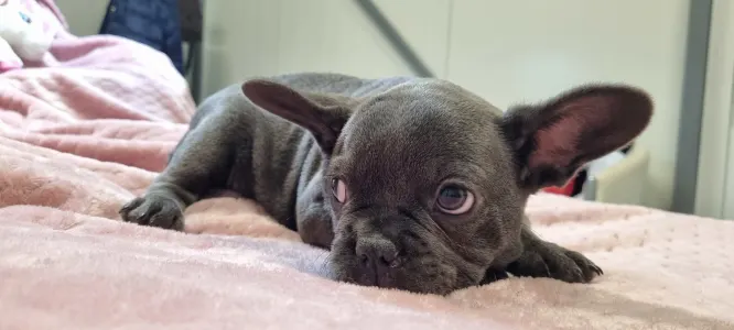 French Bulldog - Luna