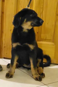 Hovawart - Buda Side Caroll Christmas 