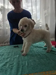 Grosspudel - Fortuna Avior Artúr