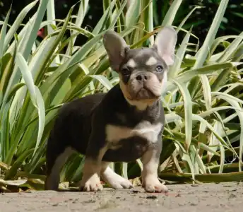 French Bulldog - Emily