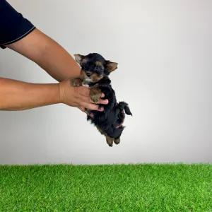Yorkshire Terrier - Boovy