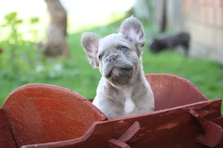 Francia bulldog - Urus