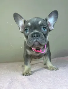 Bouledogue français - Dalma 