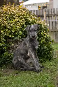 Irish Wolfhound - Bobert