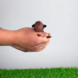 Poodle Miniature - Rita