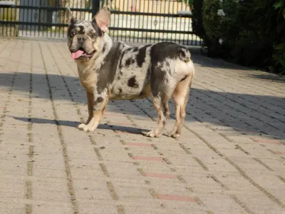 Francia bulldog - Julia