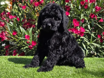 Cavapoo - Zeus