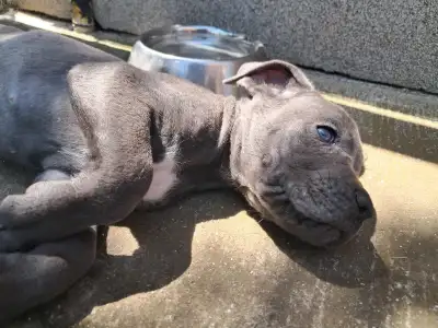 Cane Corso - Billie Ben
