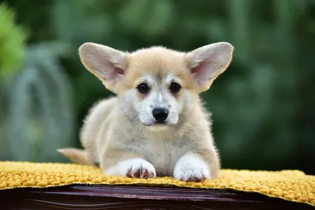 Corgi galez Pembroke - Gingers Heritage Joy Of Lefkada