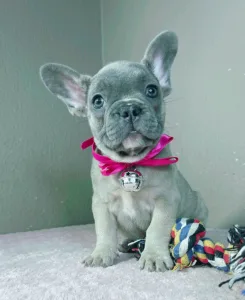 Francia bulldog - Jessica