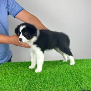 Australian Shepherd - Volly
