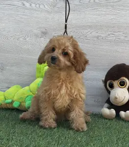 Cavapoo - Edgar