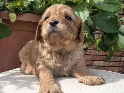 Cavapoo - Eper