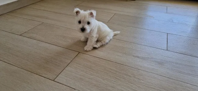 West Highland White Terrier - Amanda