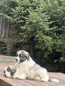 Pyrenäen-Mastiff - Bobby Mount Hargita 