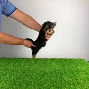 Yorkshire Terrier - Fortuna