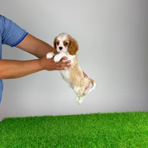 Cavalier King Charles Spaniel - Noen