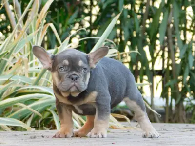 Francuski buldog - Gemma