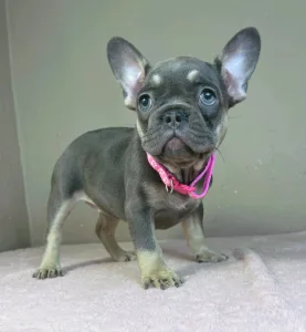 Bouledogue français - Dalma 