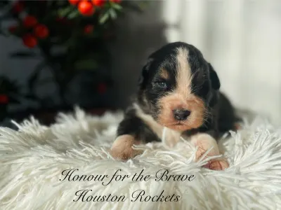 Berger australien - Honour For The Brave Houston Rockets