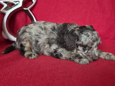 Cavapoo - Choco-Bunny