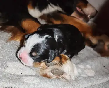Bernese Mountain Dog - Bruno