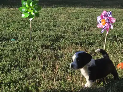 Terrier tibetan - Jetro