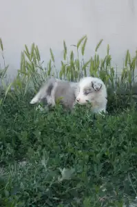 Border Collie - Zöld Nyakörv/ Slate Merle Szuka