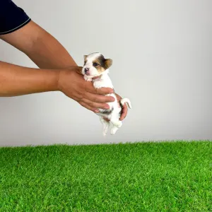 Biewer terrier - Gerlos