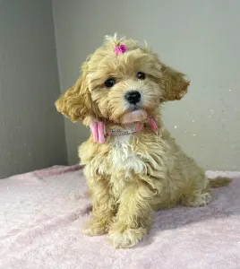 Maltipoo - Friderika