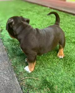 l'American Bully - Standard - Huckleberry 