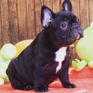 Francia bulldog - Daiquiri